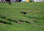 Zwarte wouw (oostelijk) (black-eared kite) Milvus migrans lineatus  - Ogii Nuur 14-08-2016 (2)